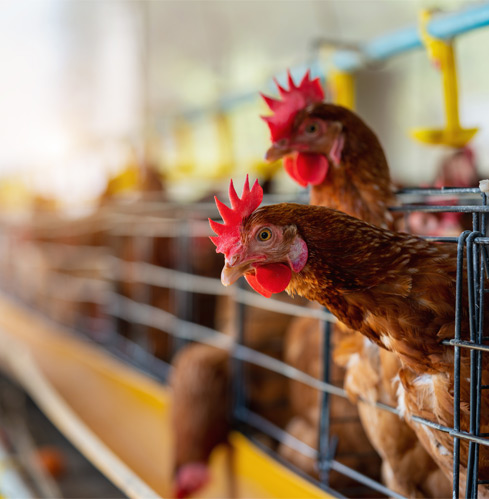 Farming Activities Koperasi Blegenda Selangor Berhad