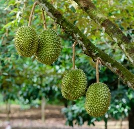 Plantation Activities Koperasi Blegenda Selangor Berhad