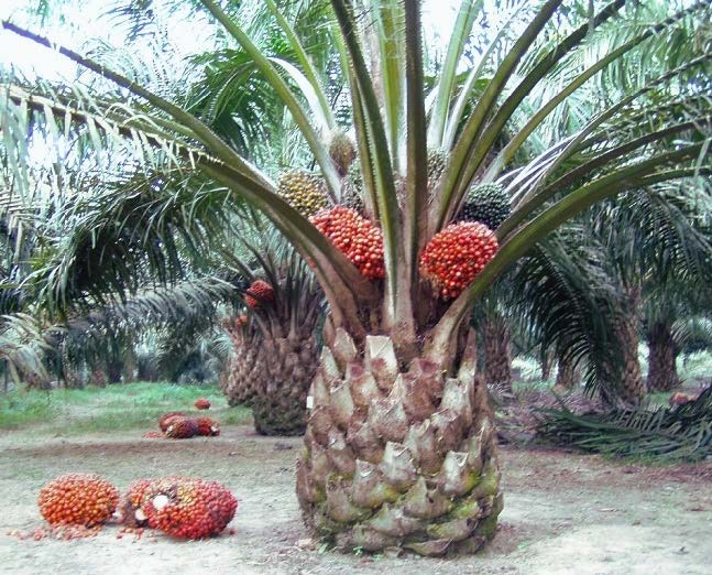 Plantation Activities Koperasi Blegenda Selangor Berhad