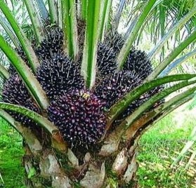 Plantation Activities Koperasi Blegenda Selangor Berhad