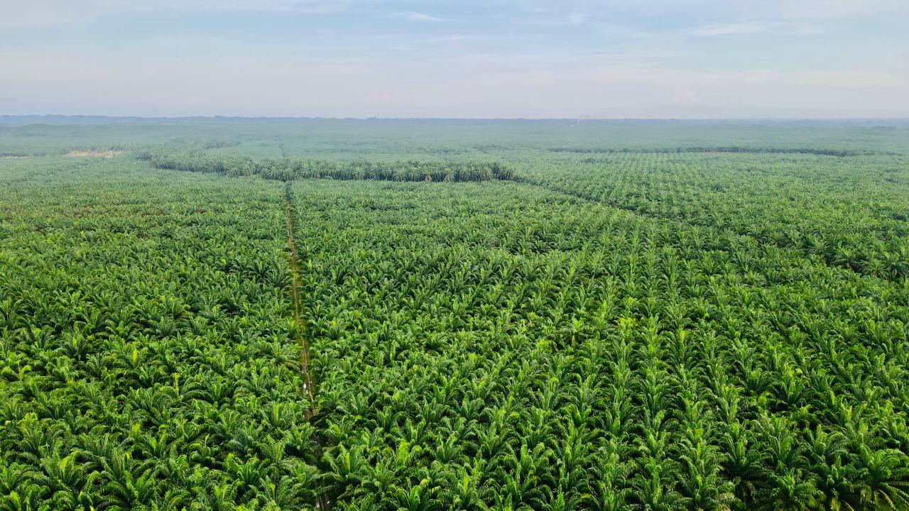 Plantation Activities Koperasi Blegenda Selangor Berhad