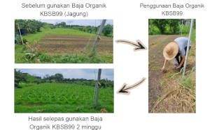 Before and after fertilizer application