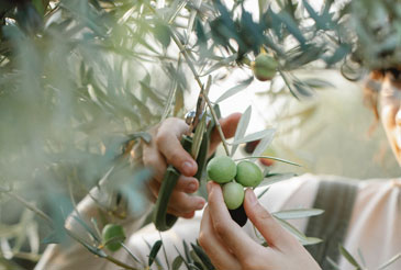 KBSB Product Plantation