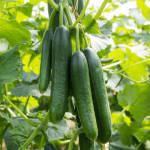 Organic Fertilizer Koperasi Blegenda Selangor Berhad