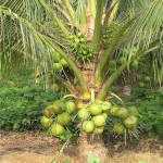 Organic Fertilizer Koperasi Blegenda Selangor Berhad