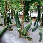 Organic Fertilizer Koperasi Blegenda Selangor Berhad