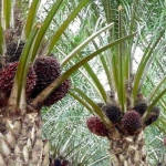 Organic Fertilizer Koperasi Blegenda Selangor Berhad