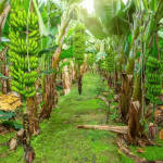 Organic Fertilizer Koperasi Blegenda Selangor Berhad