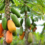 Organic Fertilizer Koperasi Blegenda Selangor Berhad