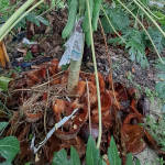 Organic Fertilizer Koperasi Blegenda Selangor Berhad