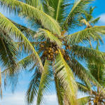 Organic Fertilizer Koperasi Blegenda Selangor Berhad