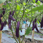 Organic Fertilizer Koperasi Blegenda Selangor Berhad