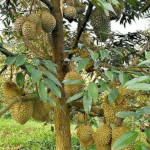 Organic Fertilizer Koperasi Blegenda Selangor Berhad