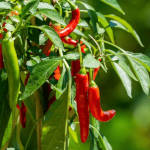 Organic Fertilizer Koperasi Blegenda Selangor Berhad