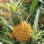 Organic Fertilizer Koperasi Blegenda Selangor Berhad